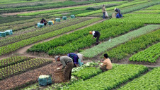 Mars has acknowledged that farmer poverty poses a serious risk to long-term business reliance and growth